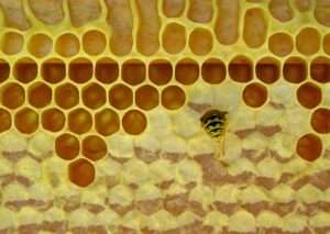 honeycomb