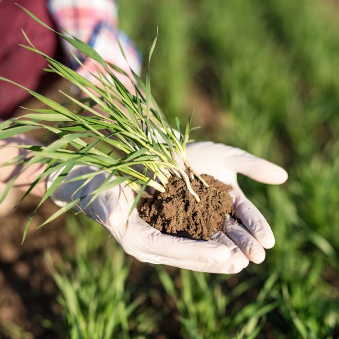 Agricoltura estensiva cos’è, come funziona e perché è ancora fondamentale